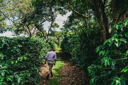 Coffee, Craters & Waterfalls – The Poás Collection