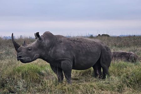  Nairobi National Park–A Safari Adventure at the Edge of the City