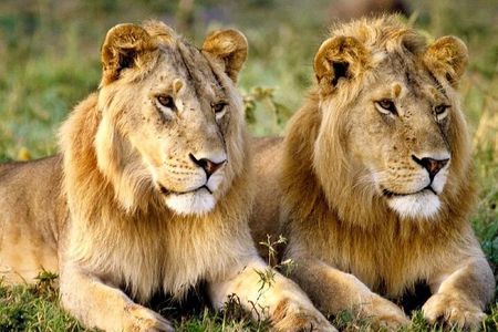 Aquila Game Reserve Safari with wine tasting, Transport & Lunch