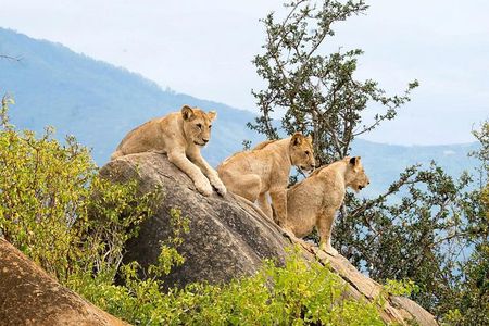 2 Day Tsavo East Safari from Diani Beach