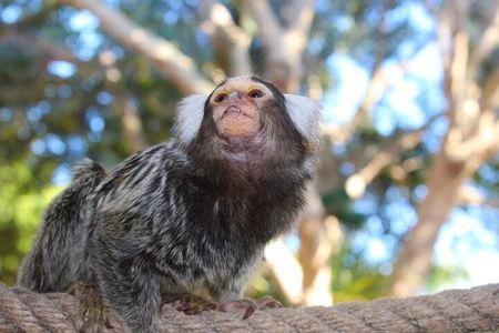 Agadir / Taghazout : Crocoparc & Tree-Climbing Goats Tour