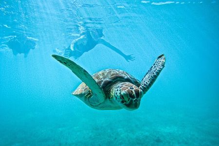 "Private snorkeling with turtles in Akumal + Photos included"