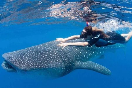 Whale Shark Snorkeling Tour in La Paz
