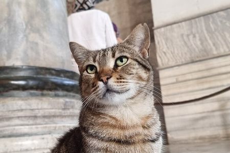 Tales and Truths: An Exclusive Walking Tour of Istanbul's History