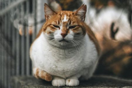 Istanbul: Full-Day Highlights Tour with Guide