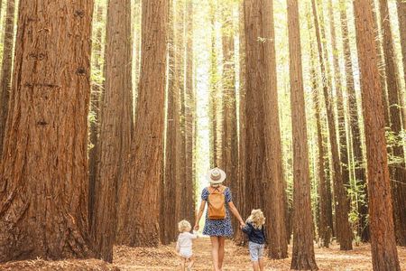 Yarra Valley Small Group | Redwoods, Wildlife, Winery & Chocolate