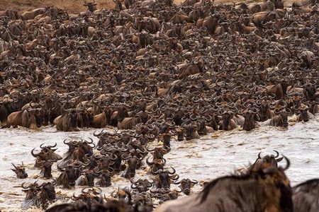 7 Days Mid-Range Serengeti Wildebeest Migration Safari