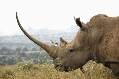 Half Day :safari Game Drive At Nairobi Park/elephant Sanctuary/giraffe Centre