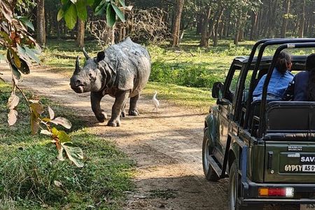 Tour of Pobitora Wildlife Sanctuary from Guwahati with Safari, Lunch and Guide