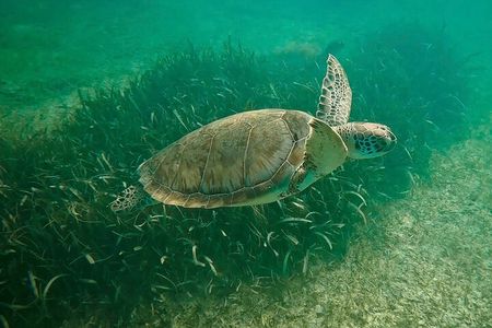 Private Tour : Swim with Sea Turtles in Akumal + Two Cenotes