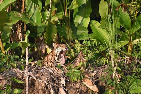 Manu National Park 6 days Amazonian Flora and Fauna