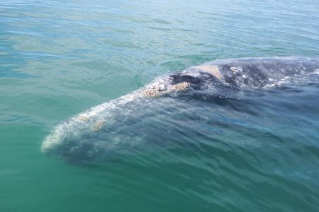 Grey whale watching in Puerto Chale, Mexico
