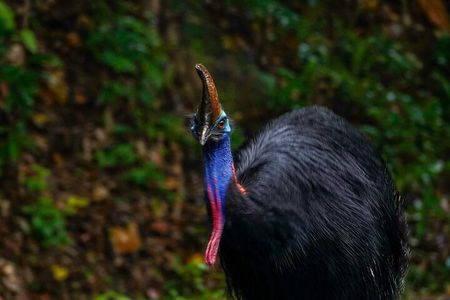 Private Luxury Cape Tribulation Adventure and Crocodile Cruise