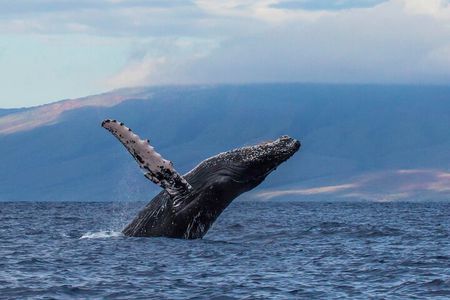 Mauna Kea Deluxe Whale Watch and Boat Cruise