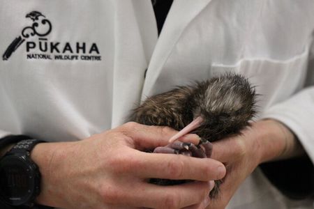 1Hour Guided Tour of Pūkaha National Wildlife Centre