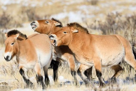 Authentic Mongolian two days tours in Terelj & Khustai National P