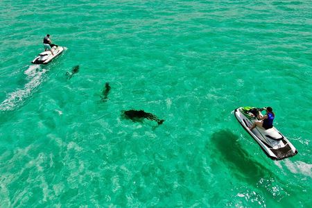 Jet Ski Dolphin Tour Adjacent to Crab Island