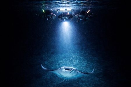 Manta Ray Night Snorkel Adventure in Kailua-Kona