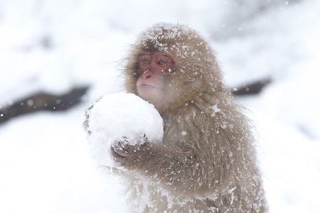 VIP Snow Monkeys Park Customized Private One Day Tour 