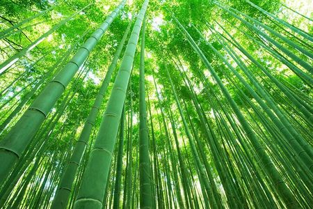 Half Day Kyoto Sagano Bamboo Grove & Arashiyama Walking Tour