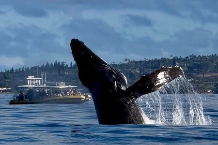 Small-Group Whale Watching Adventure