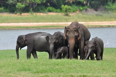 Minneriya National Park halfday Safari