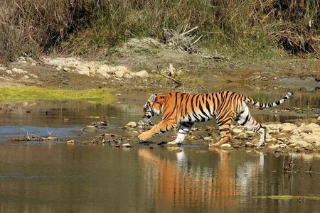 Chitwan Jungle Safari (2 Nights 3 Days)Adventure –Full Board Stay