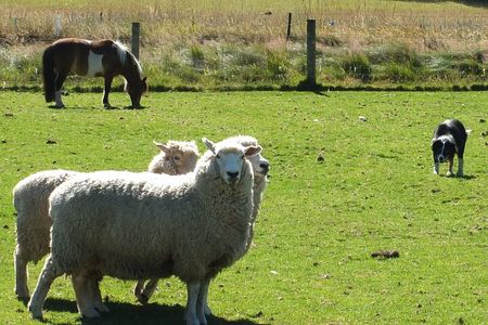High Country Discovery Tour from Queenstown
