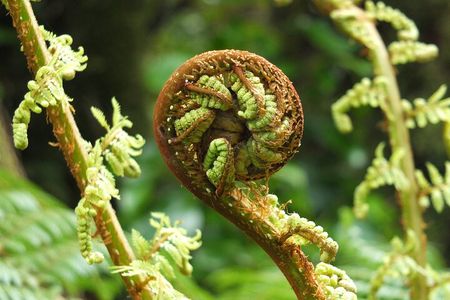 Full Day Small Group Routeburn Valley Hike
