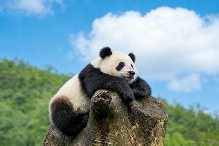 Beijing Private Tour:Mutianyu/Badaling Great Wall and Panda House