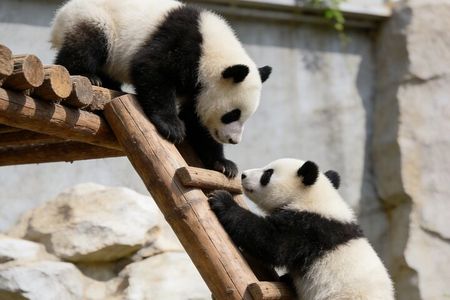 Beijing Private Tour to Temple of Heaven, Panda House and Summer Palace