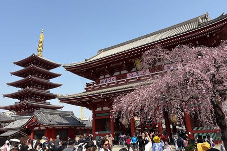 Tokyo Private Half-Day Tour by Car with Local Guide