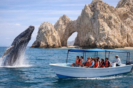Whale Watching in Cabo: 2-Hour Small Group Tour to The Arch