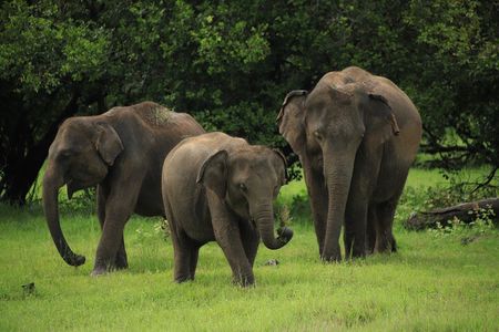 Minneriya National Park Private Jeep Safari with Elephant Viewing