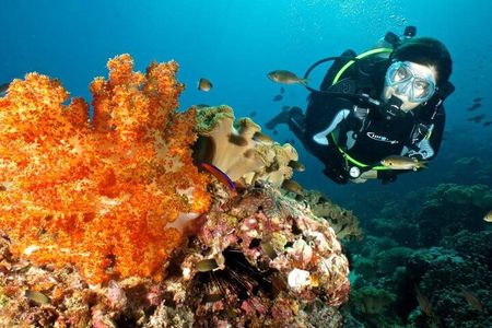 Half Day Scuba Diving Adventure in Salalah
