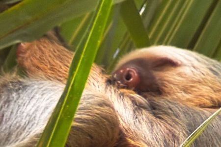 Bijagua Rain Forest Sloth Observation and Coffee Tour