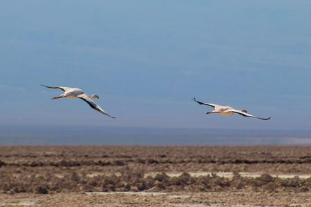 Tour of the Red Stones and High Plains in the Andes