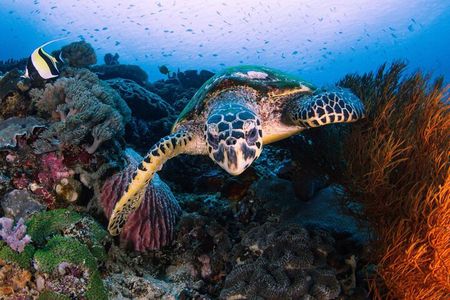 Day Tour West Nusa Penida and Snorkeling From Nusa Lembongan