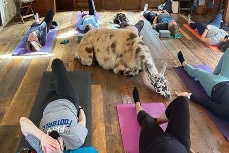 Llama Yoga