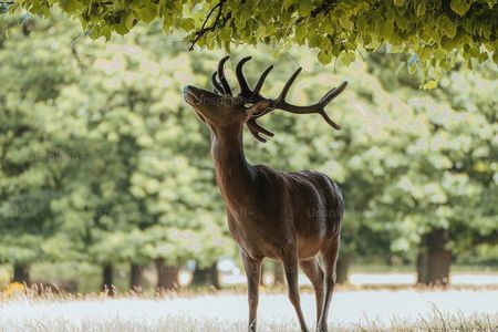 Private Osaka and Nara tour with English speaking guide 