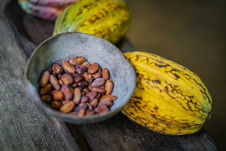 Rainforest Chocolate Tour from La Fortuna