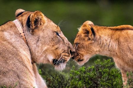 Premium Port Elizabeth Morning Safari 