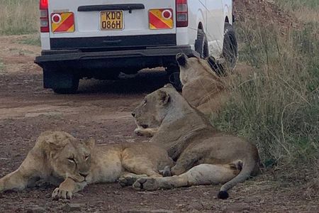 Half Day Guided Tour in Nairobi National Park with a 4WD