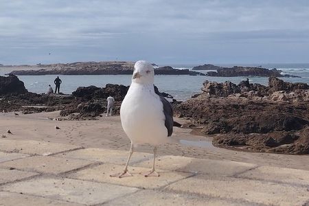 Essaouira Private Day Trip from Marrakech