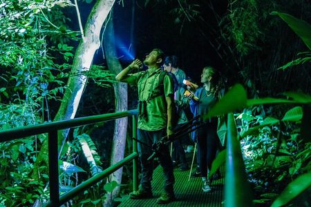 Guided Night Jungle Walk near Arenal Volcano - Frogs & wildlife