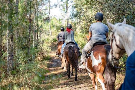 Long Goethe Forest Horseback Trail Ride