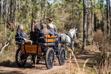 Goethe Forest Carriage Ride (Holds up to 4 People)