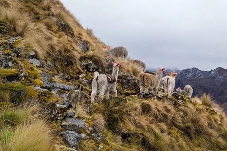 Lares Trek and Inca Trail to Machu Picchu – 5 Days / 4 Nights