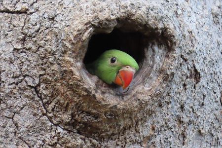 Bird watching in Colombo