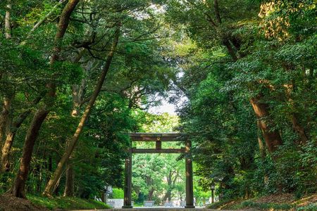 Tokyo Pop Culture & Tradition Tour: Meiji Shrine to Harajuku